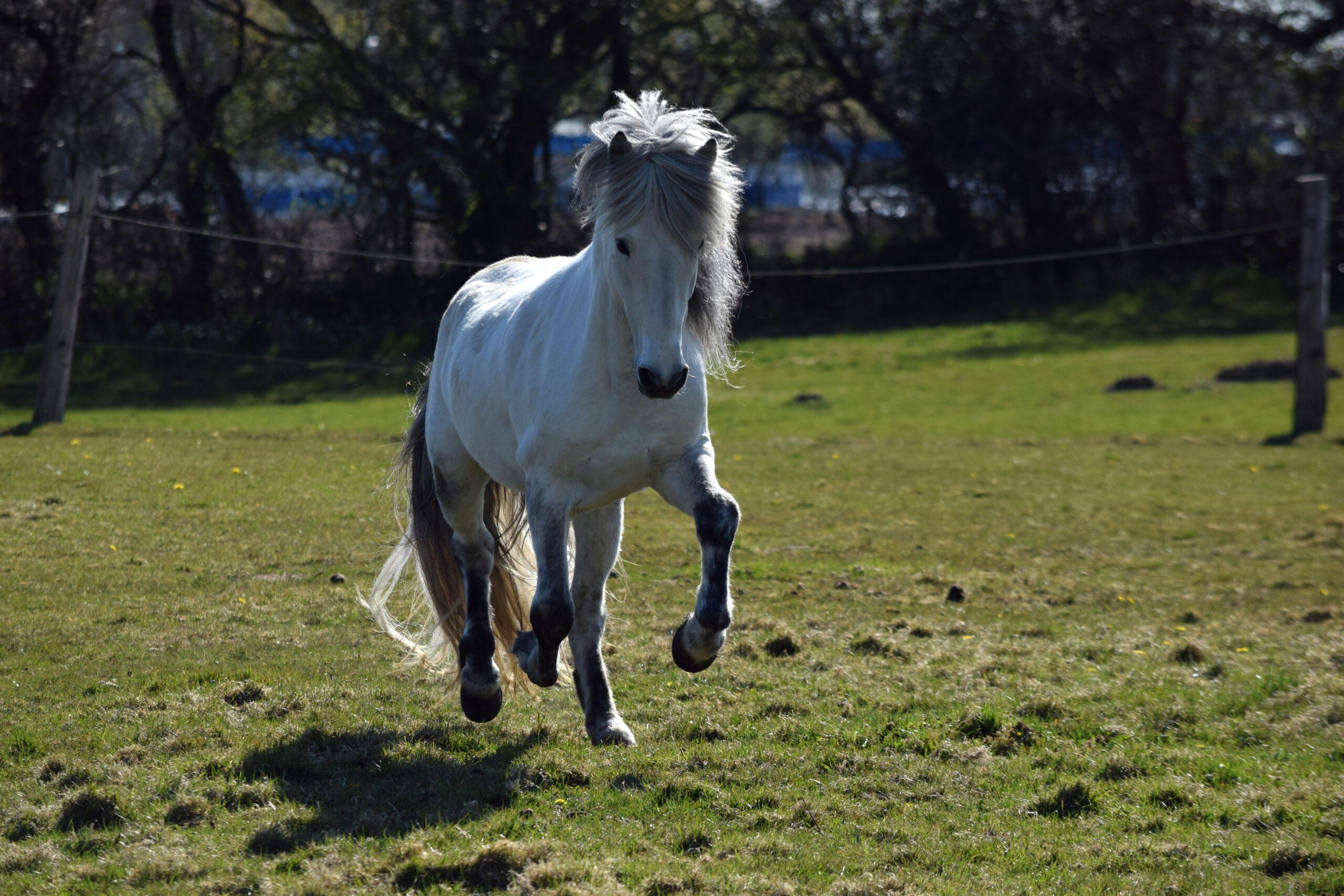 Gallopp Koppel